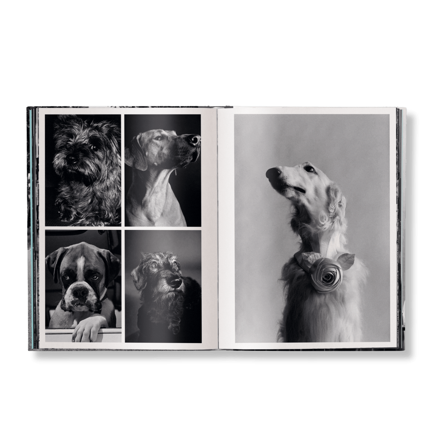 Elliott Erwitt: Personal Best - Artiome™ - Book