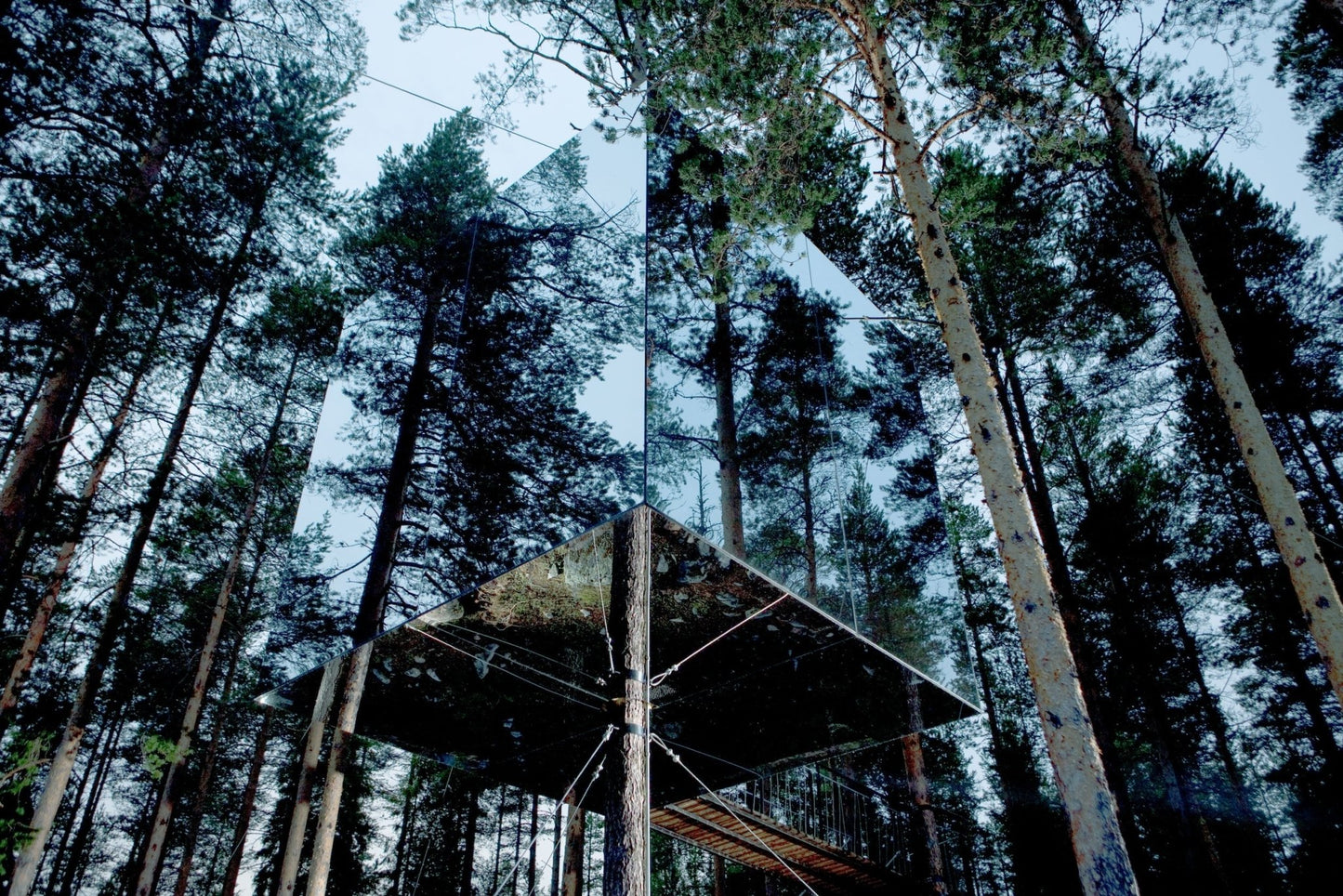 Stay Wild - Artiome™ - Book