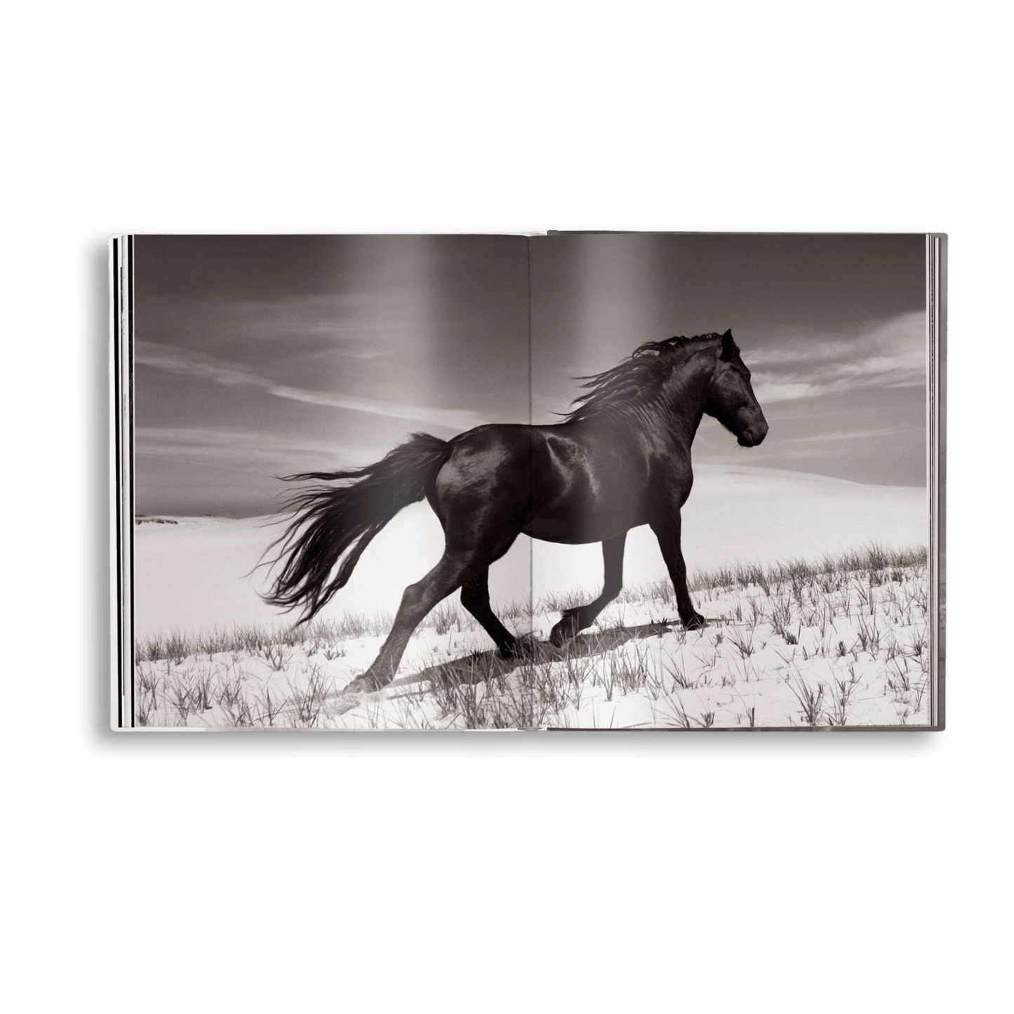 Untamed Spirits: Horses From Around the World - Artiome™ - Book