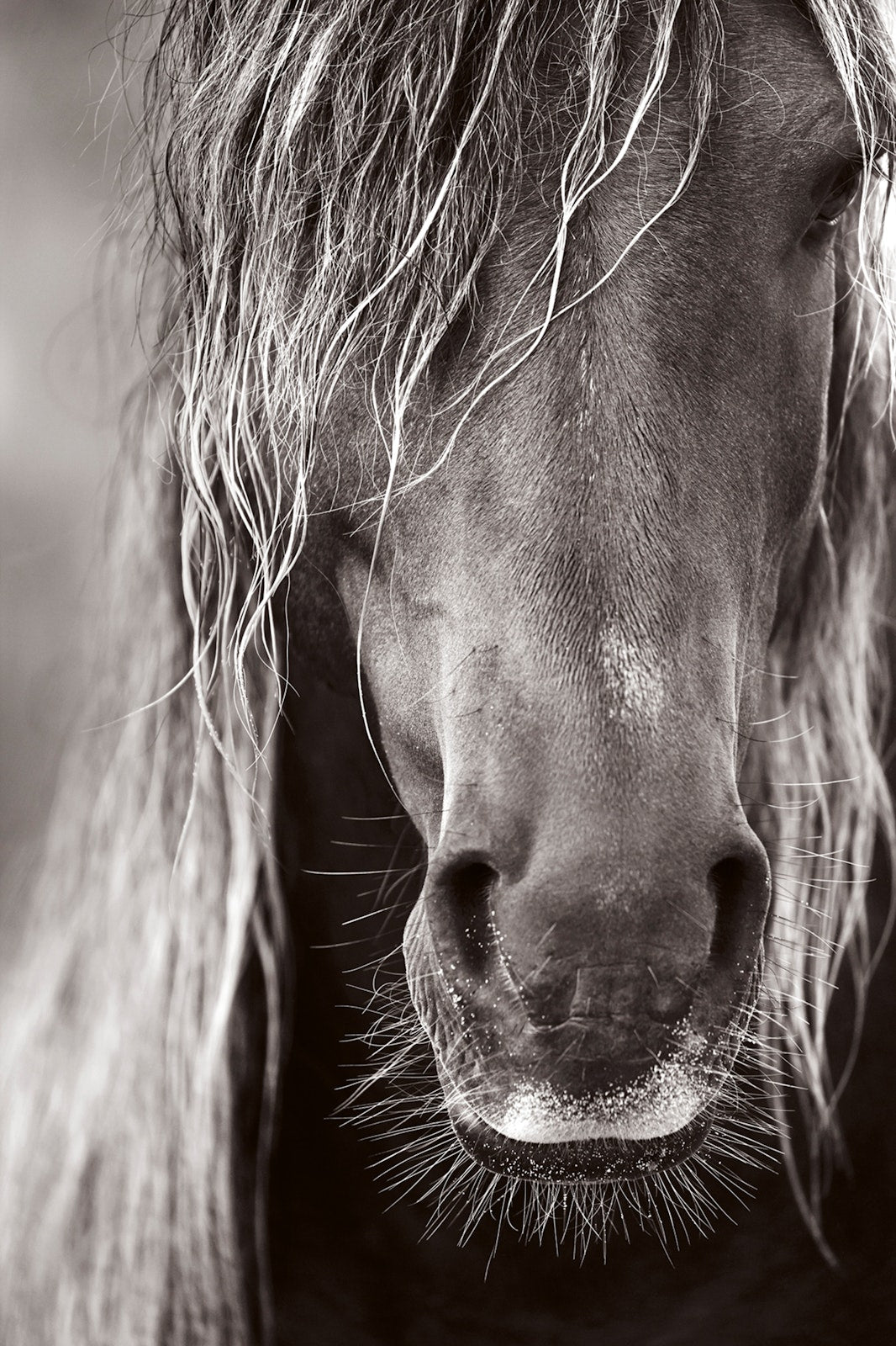 Untamed Spirits: Horses From Around the World - Artiome™ - Book