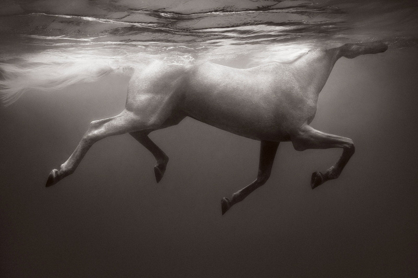 Untamed Spirits: Horses From Around the World - Artiome™ - Book