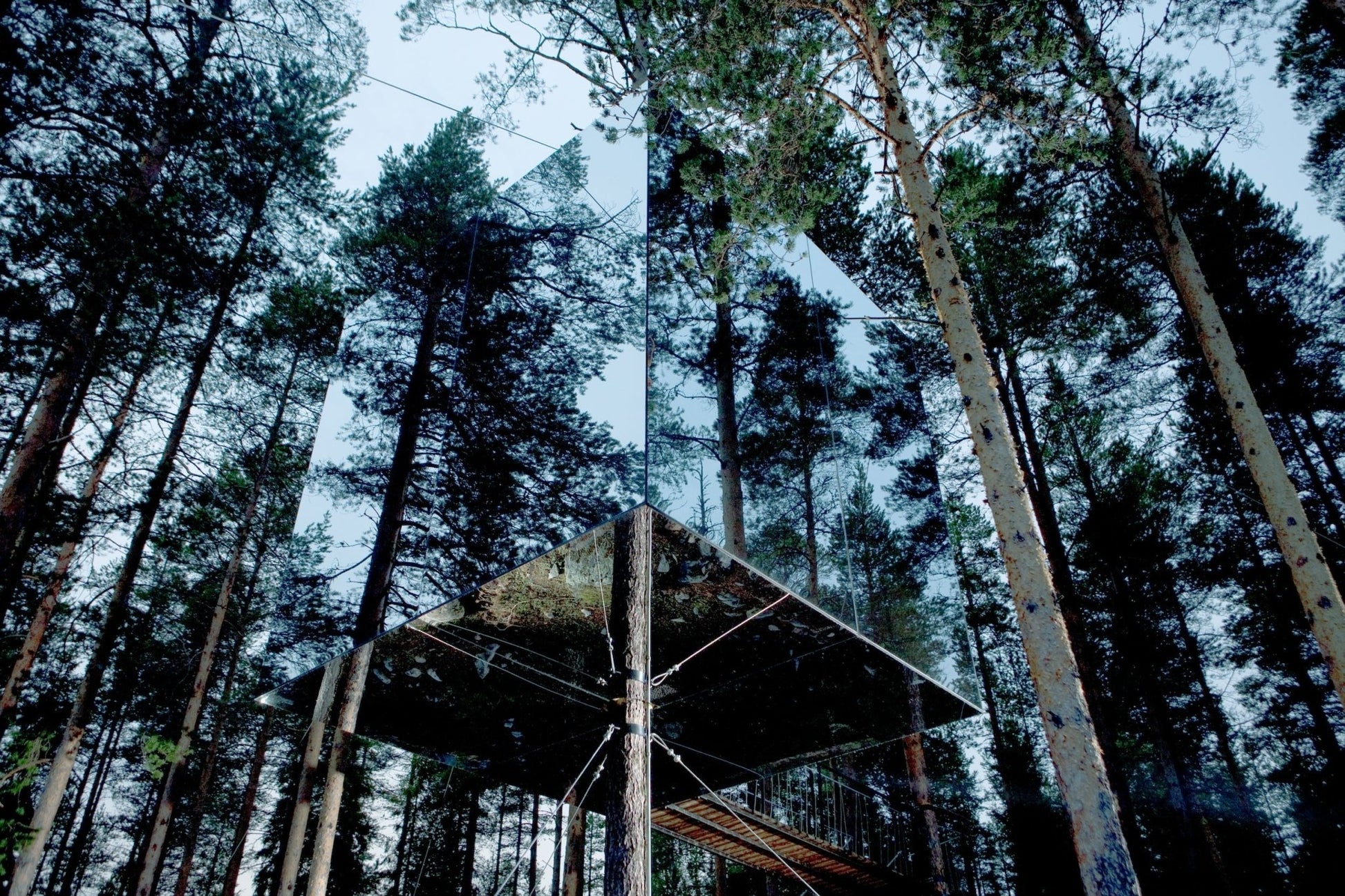 Stay Wild - Artiome™ - Book