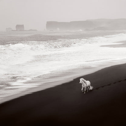 Untamed Spirits: Horses From Around the World - Artiome™ - Book