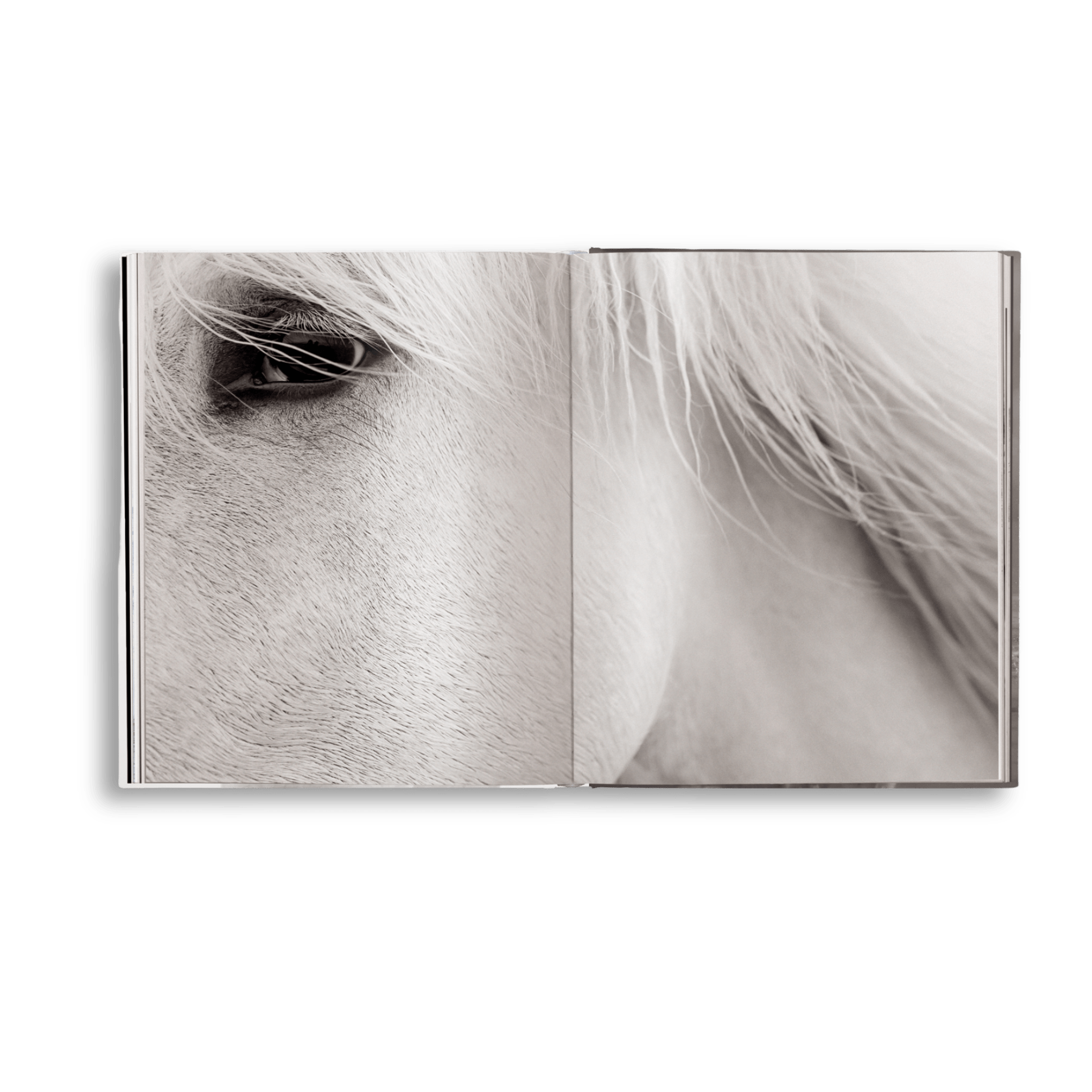 Untamed Spirits: Horses From Around the World - Artiome™ - Book