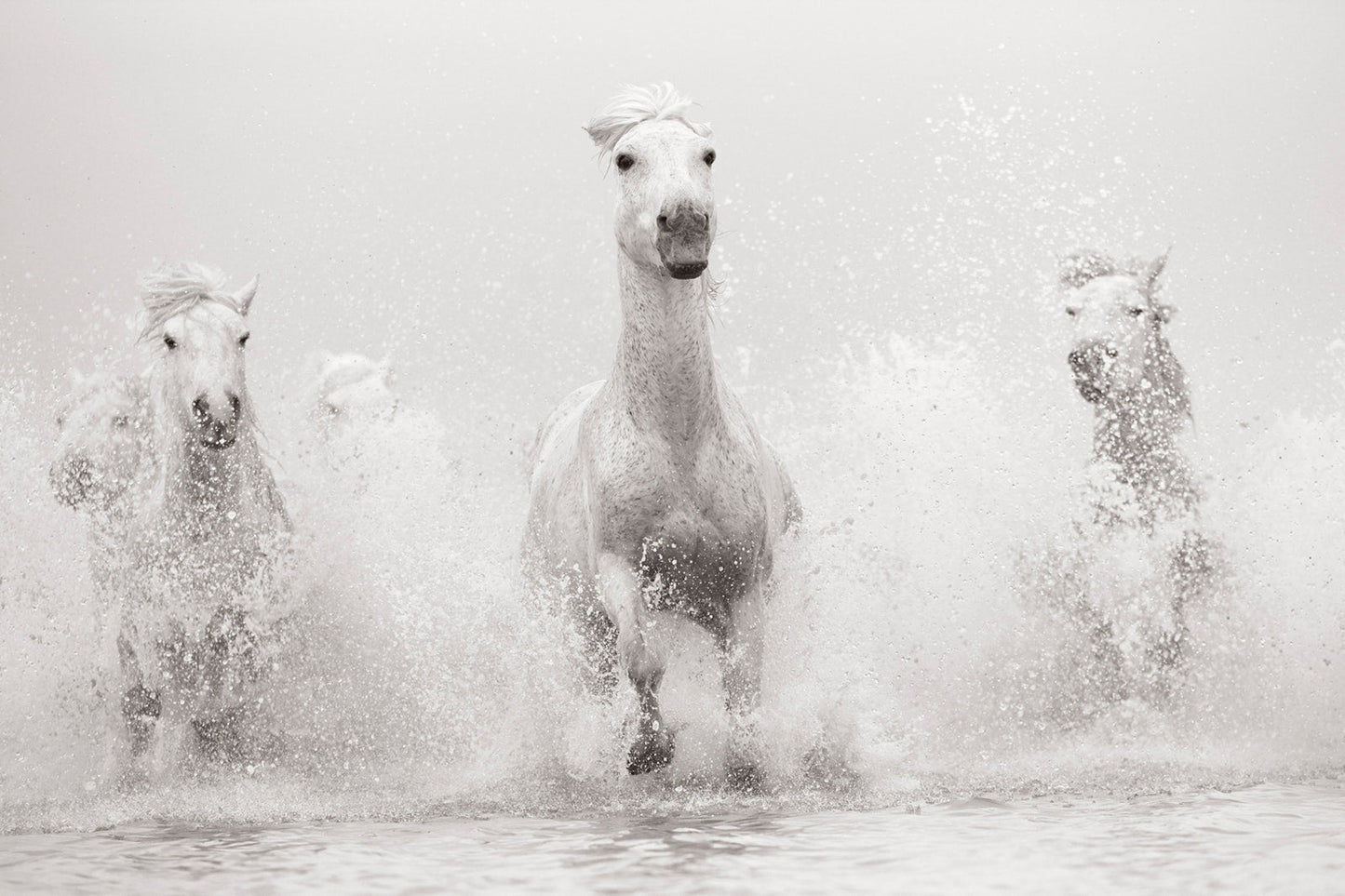 Untamed Spirits: Horses From Around the World - Artiome™ - Book