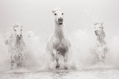 Untamed Spirits: Horses From Around the World - Artiome™ - Book